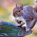 Gray Squirrel. Photo: Flickr Creative Commons, Ehpien