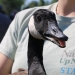 Adult goose held by Emlyn Crocker of Nature Up North