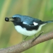 Black-throated blue warbler eating a berry 