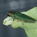 Adult emerald ash borer beetle.