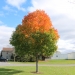 A maple tree near a school with a bright orange top and green leaves below.