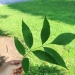 Green ash leaf held in the sunlight. Photo: Maya Williams