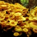 A large group orange fungi grow on a tree trunk 