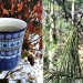 Homemade white pine tea