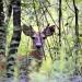 A photo taken through thin forest brush of a white-tailed buck, with early growth antlers
