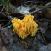 A fantastic coral fungus. Photo by Jacob Malcomb. 