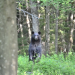 Black bear photographed in Colton, NY