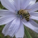 European honeybee. Photo:  Jennifer Berbich. 
