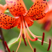 non-native species of lily known as tiger lily