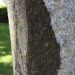Forest tent caterpillars on a tree in Canton during the 2017 outbreak. Photo: Erika Barthelmess.