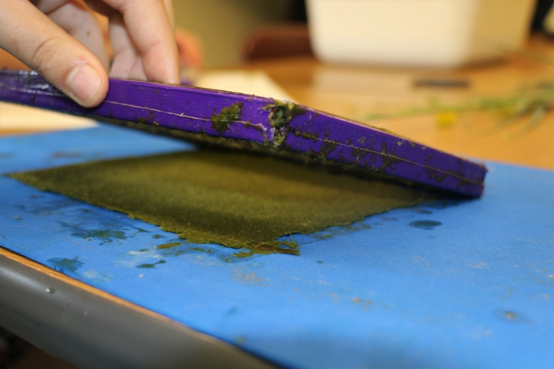 Paper making with foraged plants – Johnson County Conservation – Nature  Notes