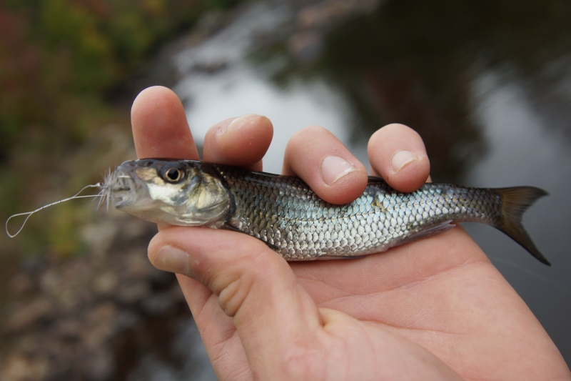Whitefish Catch and Release Nature Up North