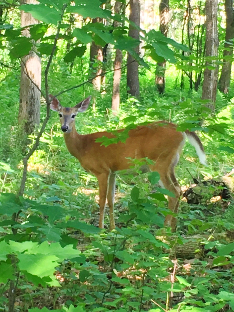 Friendly Deer Nature Up North