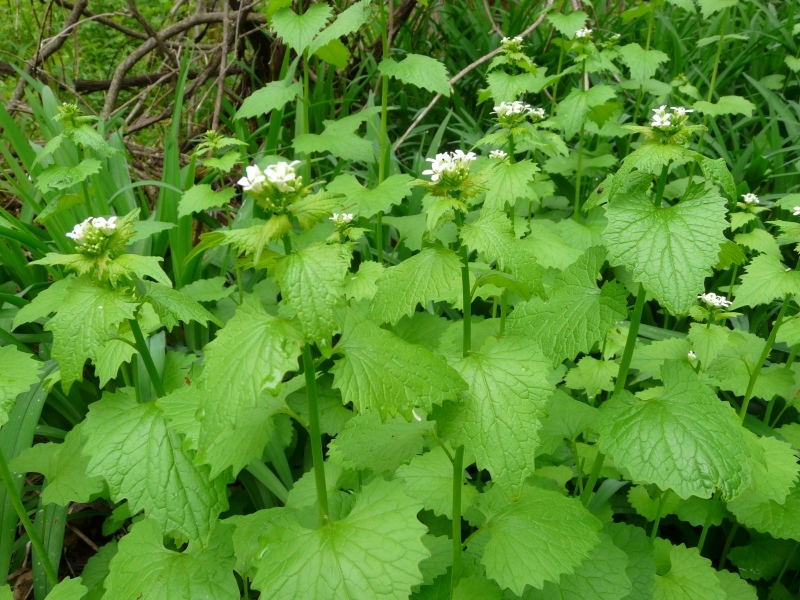 Garlic Mustard An Edible Invasive Nature Up North