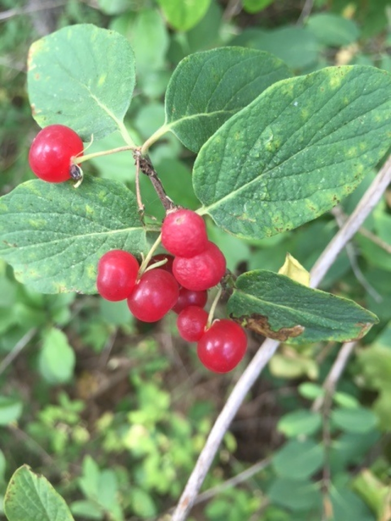 Buffalo Berries Nature Up North