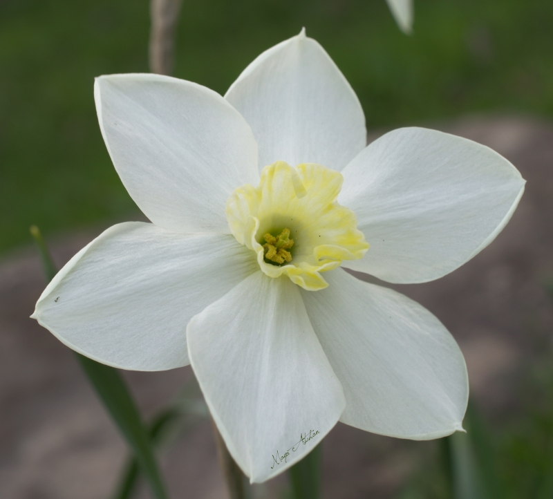 White Daffodil Nature Up North